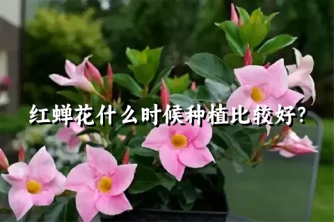 红蝉花什么时候种植比较好？