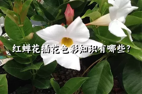 红蝉花插花色彩知识有哪些？