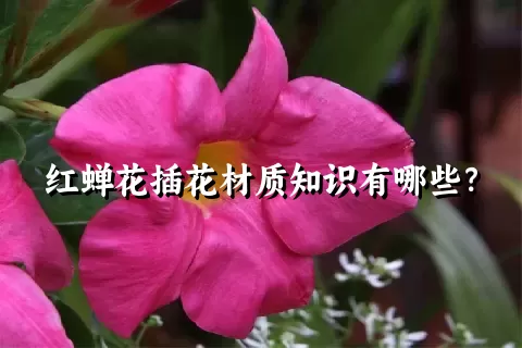 红蝉花插花材质知识有哪些？