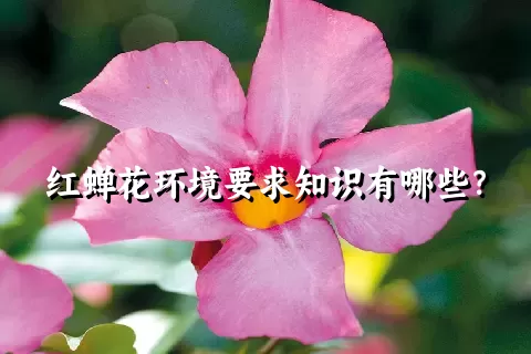 红蝉花环境要求知识有哪些？