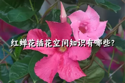 红蝉花插花空间知识有哪些？