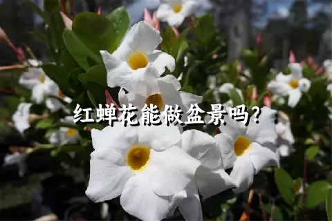 红蝉花能做盆景吗？