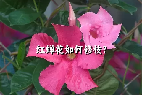 红蝉花如何修枝？