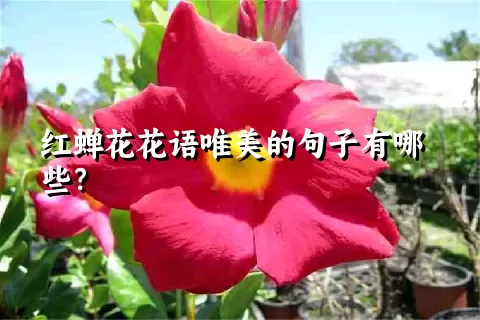 红蝉花花语唯美的句子有哪些？