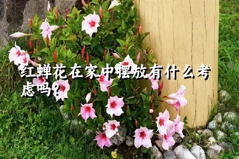 红蝉花在家中摆放有什么考虑吗？