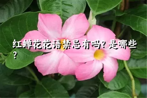 红蝉花花语禁忌有吗？是哪些？