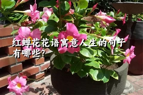 红蝉花花语寓意人生的句子有哪些？