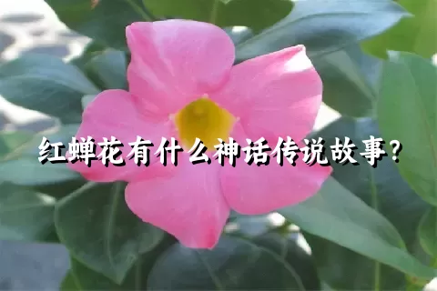 红蝉花有什么神话传说故事？