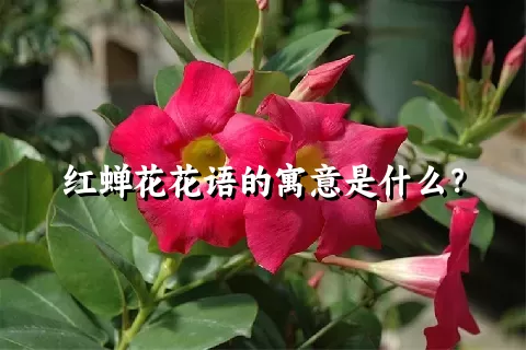 红蝉花花语的寓意是什么？