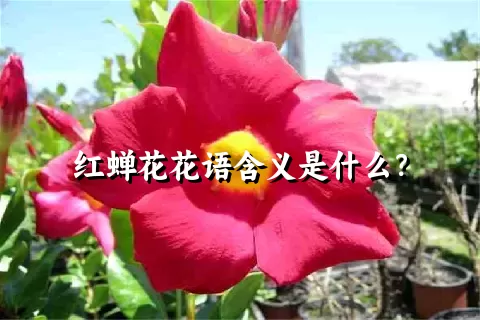 红蝉花花语含义是什么？