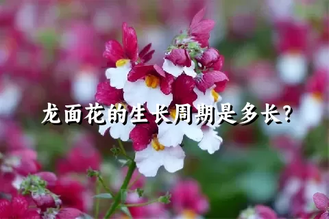 龙面花的生长周期是多长？