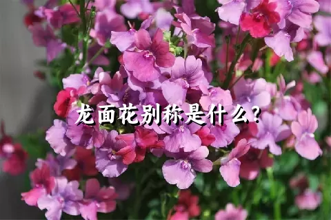 龙面花别称是什么？