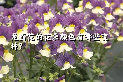 龙面花的花朵颜色有哪些变种？