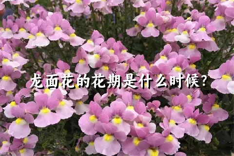 龙面花的花期是什么时候？