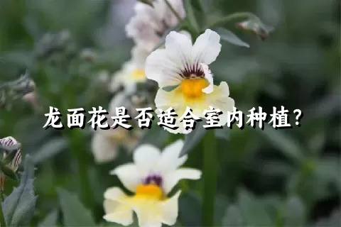 龙面花是否适合室内种植？