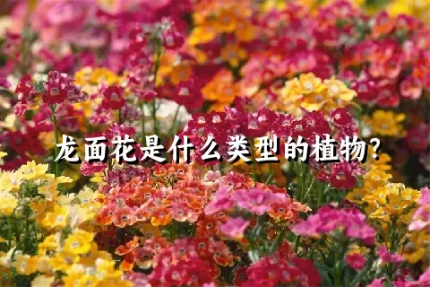 龙面花是什么类型的植物？