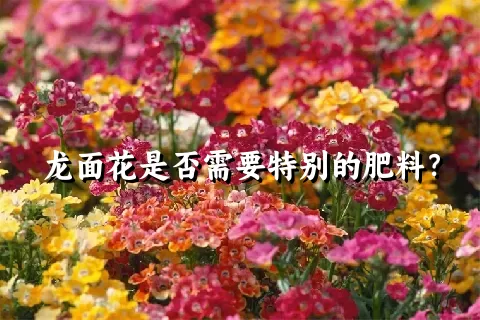 龙面花是否需要特别的肥料？