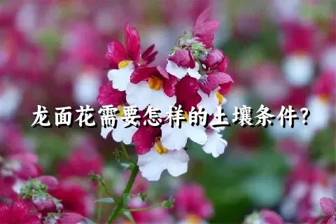 龙面花需要怎样的土壤条件？