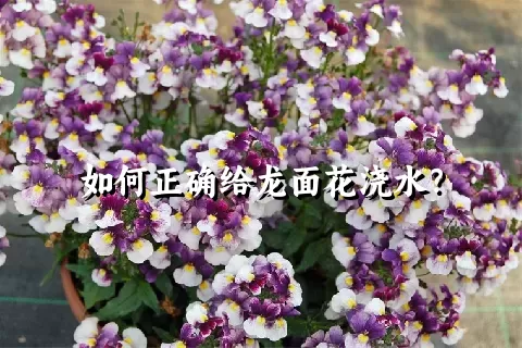 如何正确给龙面花浇水？