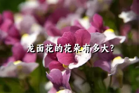 龙面花的花朵有多大？