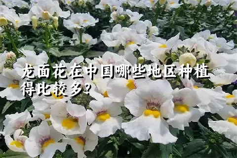 龙面花在中国哪些地区种植得比较多？