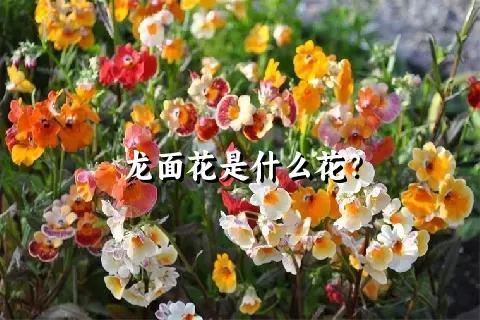 龙面花是什么花？