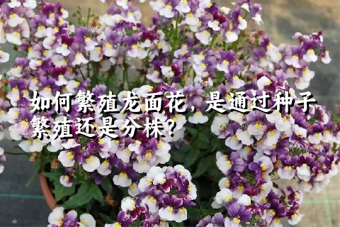 如何繁殖龙面花，是通过种子繁殖还是分株？