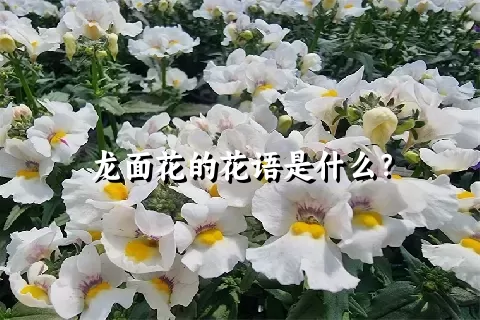 龙面花的花语是什么？