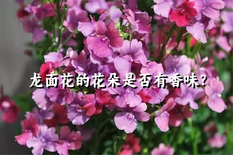 龙面花的花朵是否有香味？