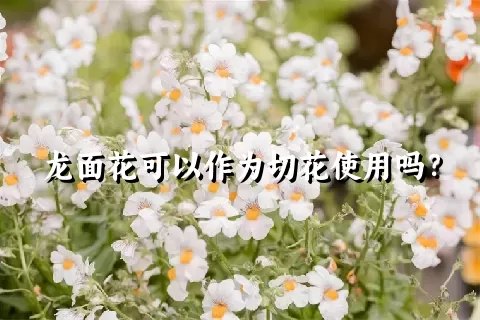 龙面花可以作为切花使用吗？