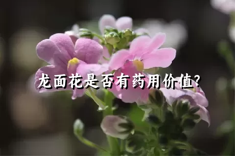 龙面花是否有药用价值？