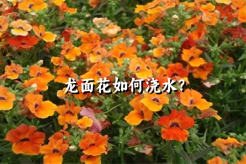 龙面花如何浇水？