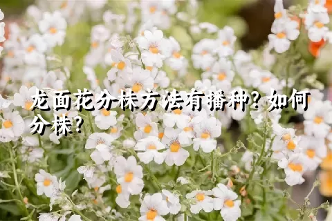 龙面花分株方法有播种？如何分株？