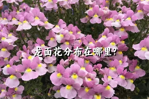 龙面花分布在哪里?