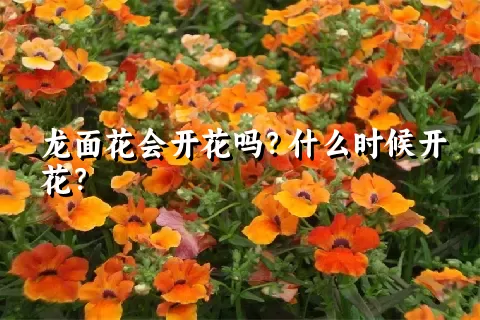 龙面花会开花吗？什么时候开花？