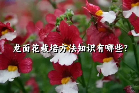 龙面花栽培方法知识有哪些？