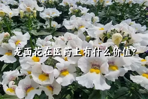 龙面花在医药上有什么价值？