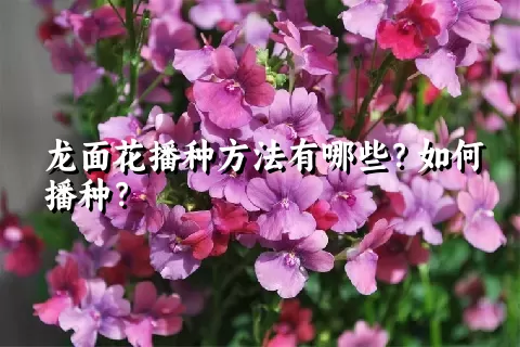 龙面花播种方法有哪些？如何播种？