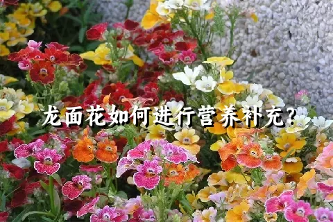 龙面花如何进行营养补充？