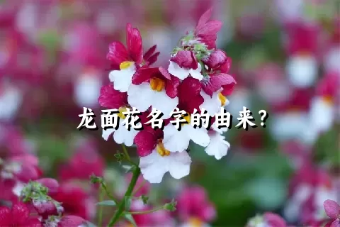 龙面花名字的由来？