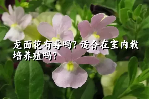 龙面花有毒吗？适合在室内栽培养殖吗？