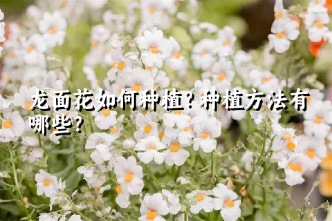 龙面花如何种植？种植方法有哪些？