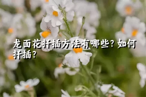 龙面花扦插方法有哪些？如何扦插？