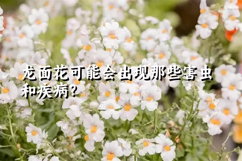 龙面花可能会出现那些害虫和疾病？