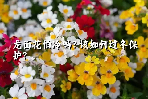 龙面花怕冷吗？该如何过冬保护？