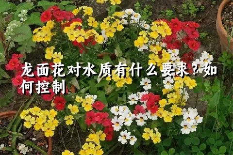 龙面花对水质有什么要求？如何控制