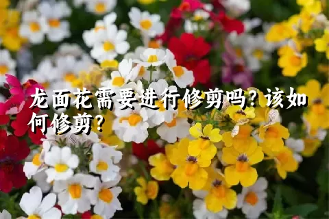 龙面花需要进行修剪吗？该如何修剪？