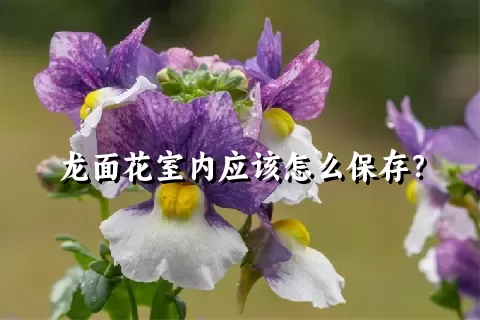 龙面花室内应该怎么保存？