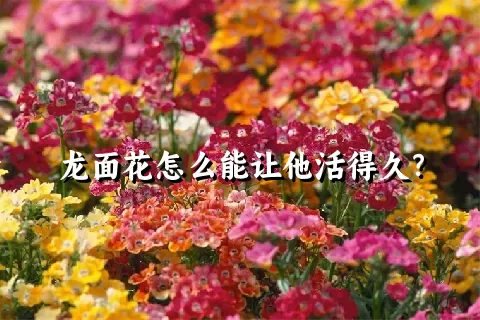 龙面花怎么能让他活得久？