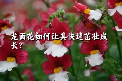 龙面花如何让其快速茁壮成长？